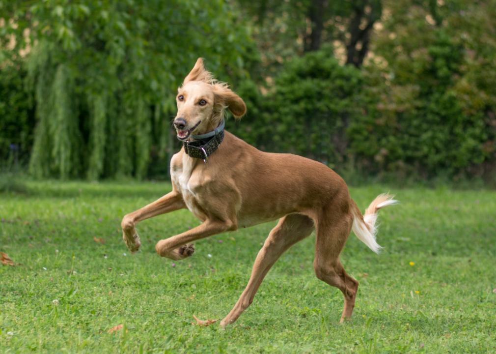 #37. Saluki (tie)